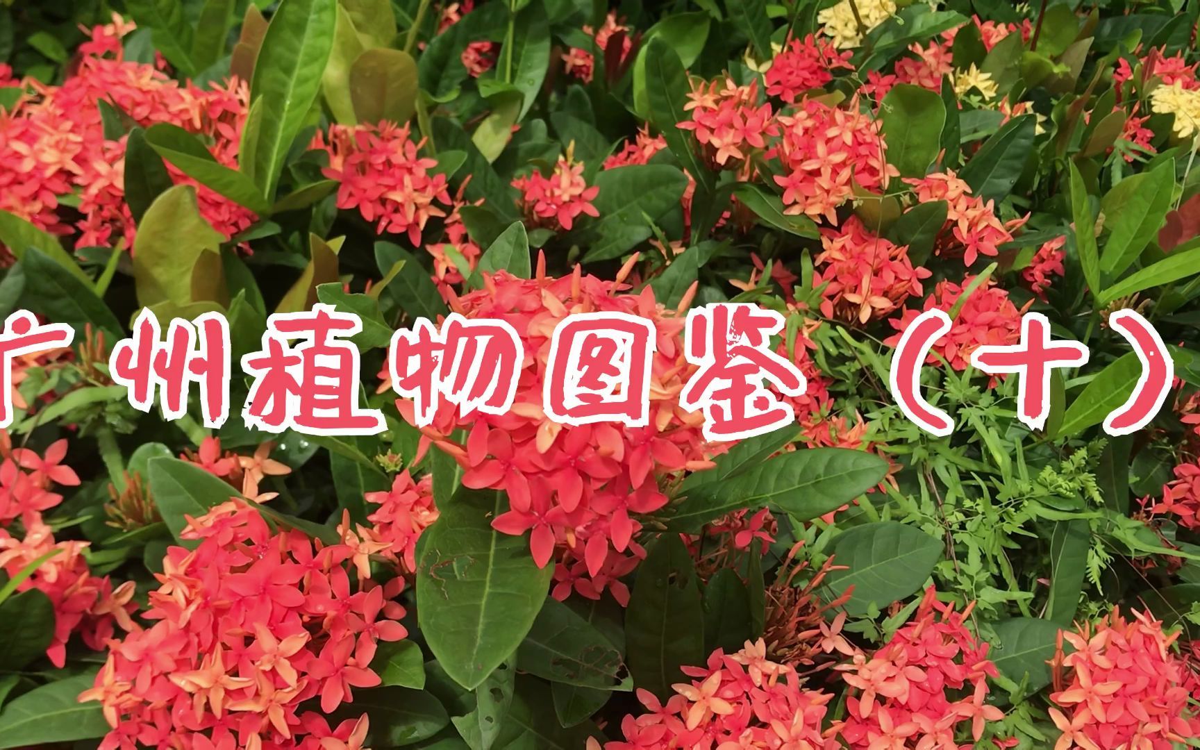 广州植物图鉴(十)—— 龙船花哔哩哔哩bilibili