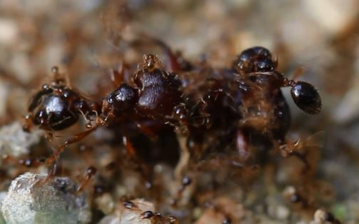 近缘巨首蚁原carebaraaffinis猎场捕食数只黄粉甲