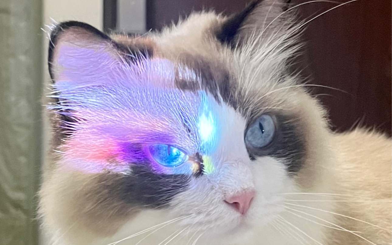 赛博小猫咪的一年