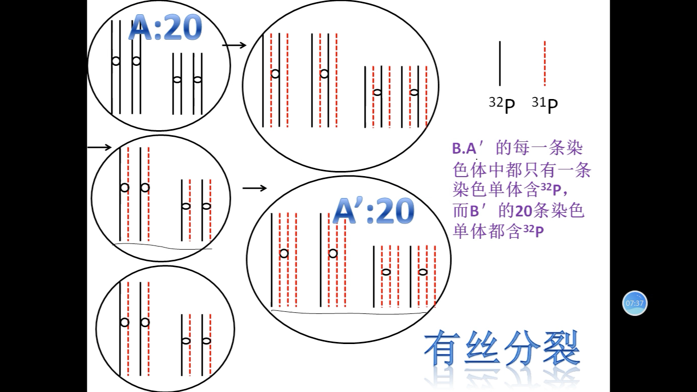 高中生物 细胞分裂与半保留复制哔哩哔哩bilibili