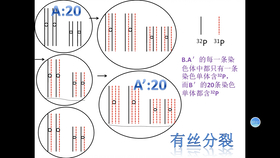 高中生物 细胞分裂 Dna复制 同位素标记的综合考察 上 哔哩哔哩 つロ干杯 Bilibili