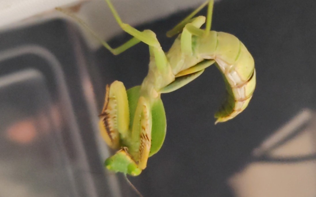 来自圆盾螳螂末龄若虫单位威吓