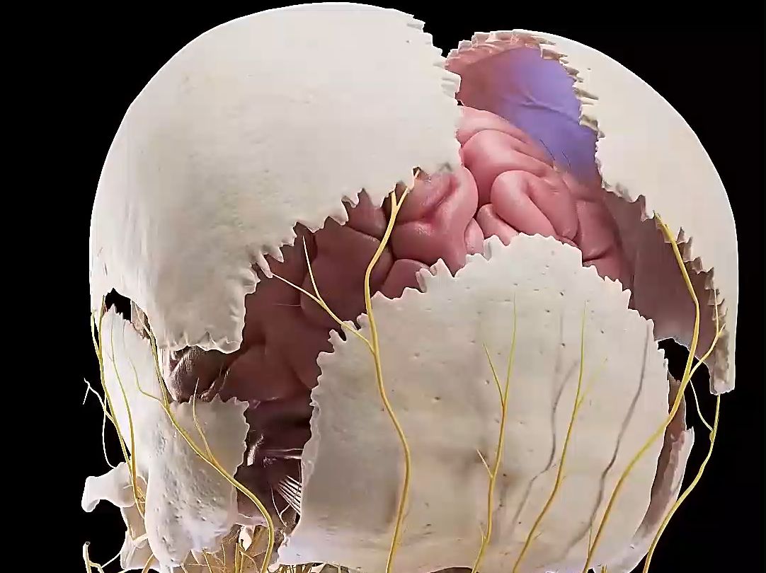 探索头骨和大脑解剖结构的爆炸视图哔哩哔哩bilibili