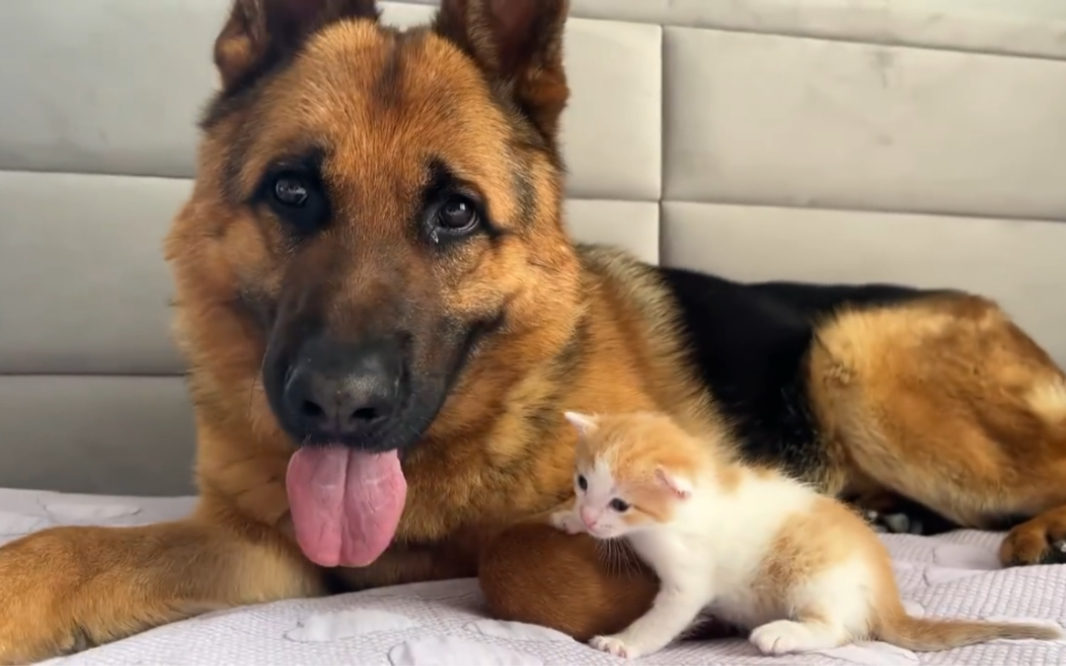 当德牧遇上小奶猫 伴着阳光岁月静好