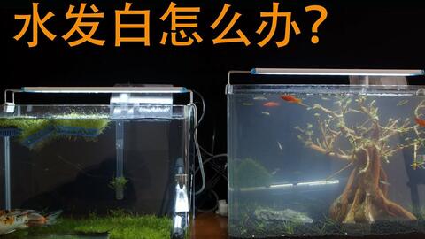 鱼缸里的水发白变得雾蒙蒙怎么办 三招教你彻底解决 哔哩哔哩 Bilibili 鱼缸里的水发白变得雾蒙蒙怎么办 三招教你彻底解决 哔哩哔哩 Bilibili