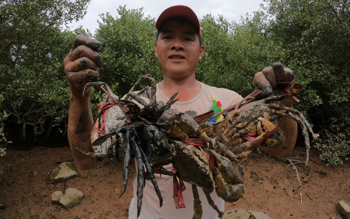 这片林子没人来过,刀仔过来连抓一堆大螃蟹,运气太好了