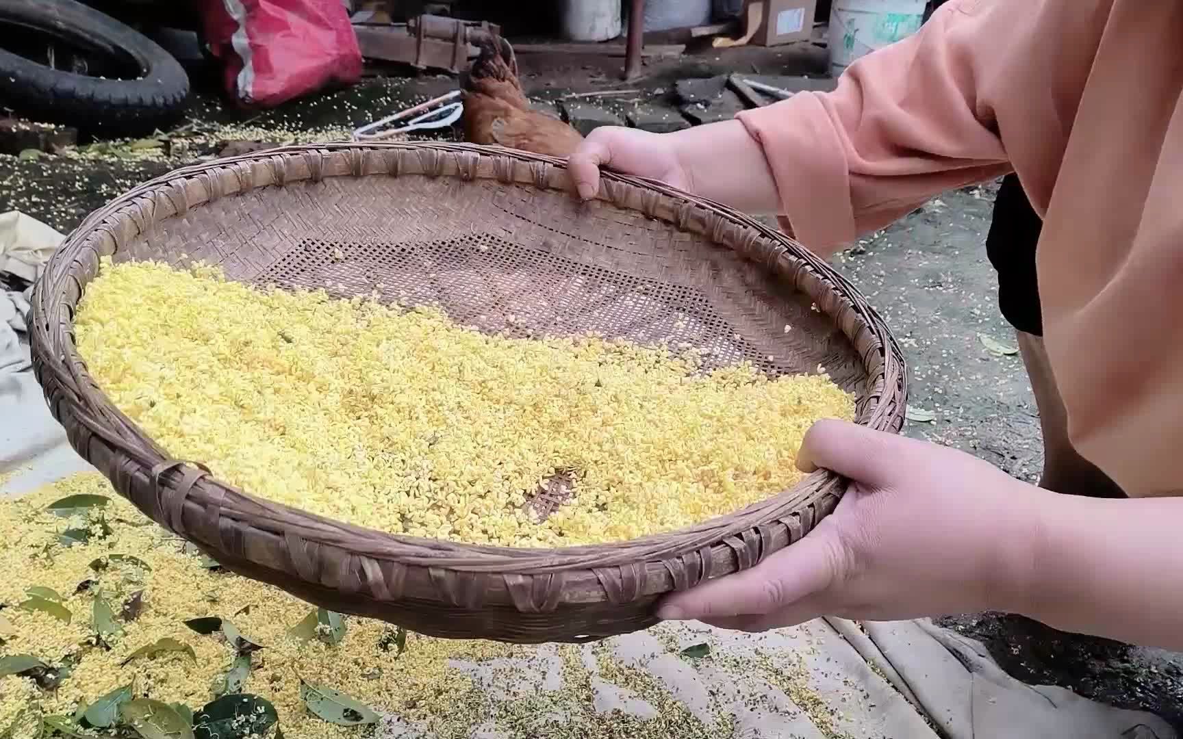 八月桂花香,农家小院里的桂花打下来做桂花蜜,晒干后做桂花茶哔哩哔哩bilibili