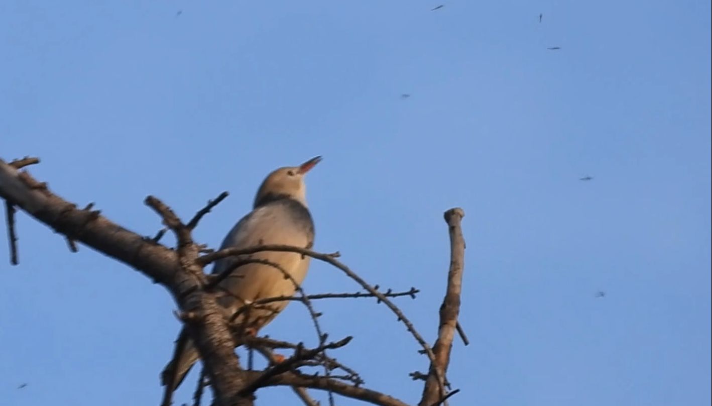 丝光椋鸟:外卖到了!(喜)