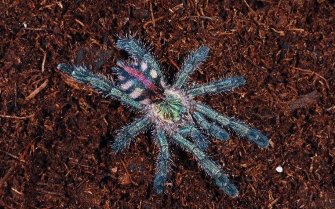 长大残蓝宝石粉趾开箱