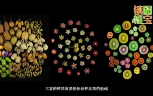 【镇园植宝】中国科学院武汉植物园“镇园植宝”——猕猴桃