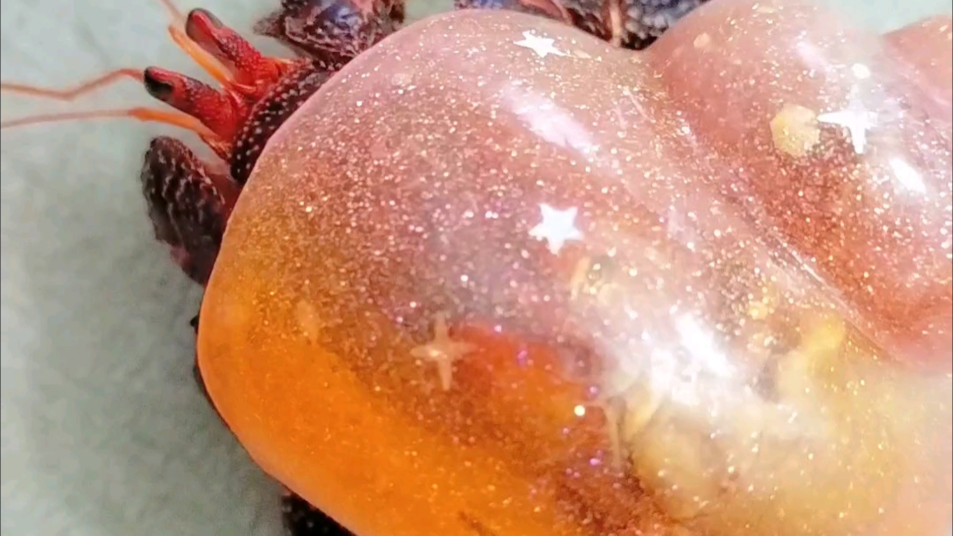 黑莓寄居蟹换上人工壳可以看见大屁股