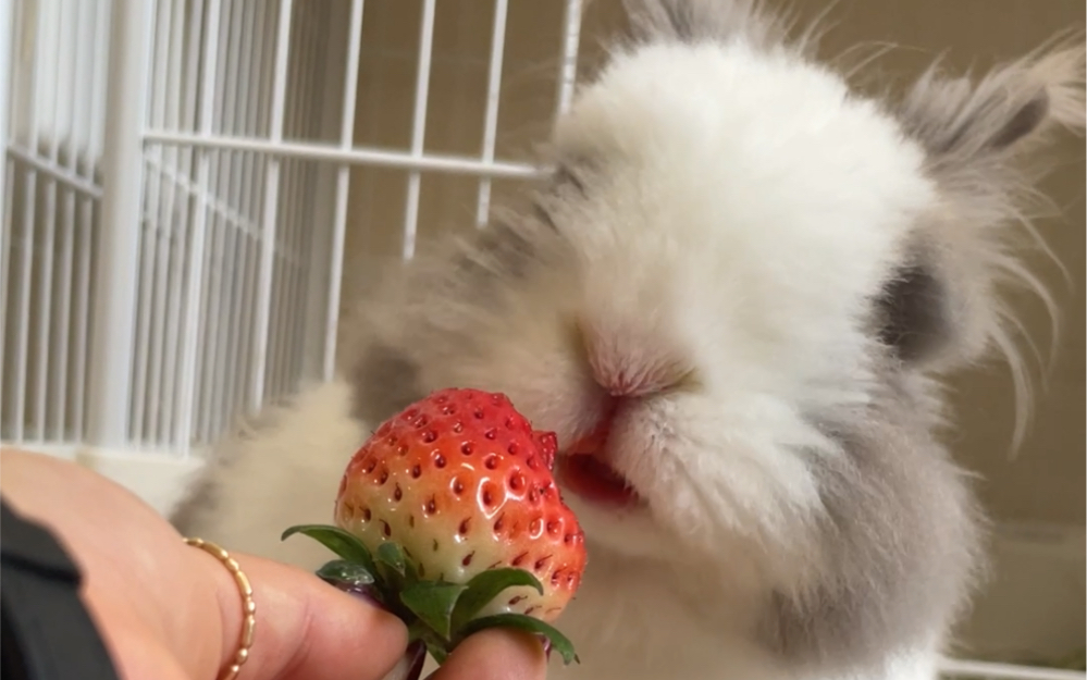 小兔兔大口吃草莓!