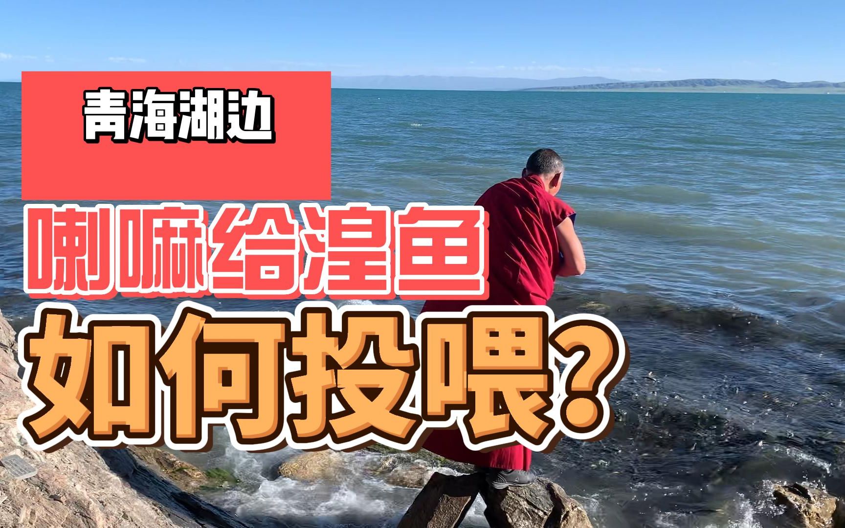 [图]青海湖洄游湟鱼，看喇嘛是如何投喂的？