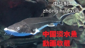 中国淡水魚動画收藏(30个月)_哔哩哔哩(゜-゜)つロ干杯~-bilibili