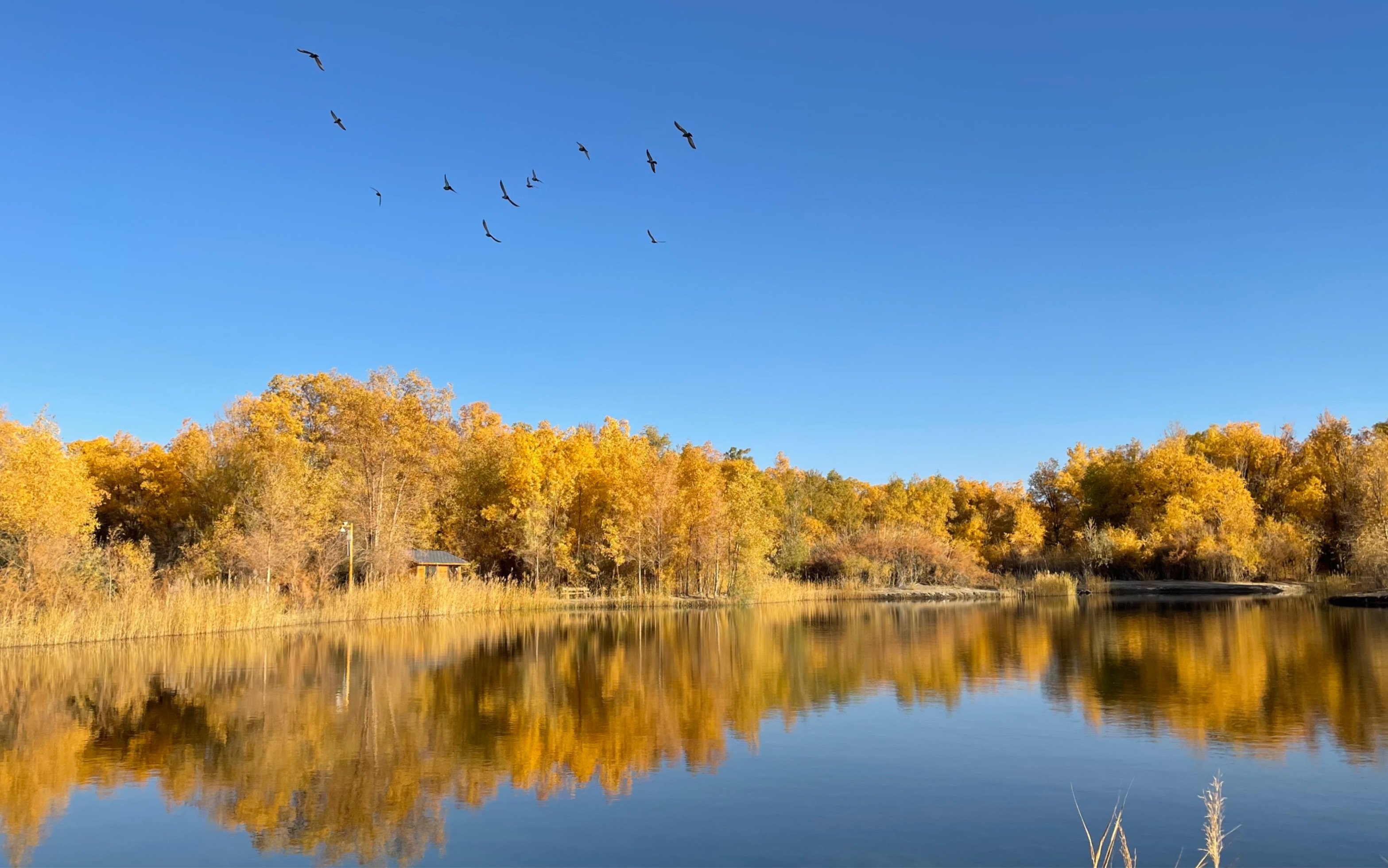 金色胡杨林,酒泉金塔沙漠森林公园
