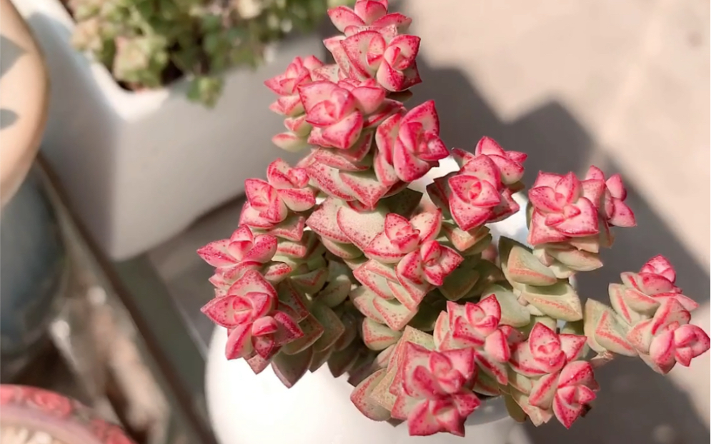 冰冰爱多肉~红色美美出状态小米星养成记