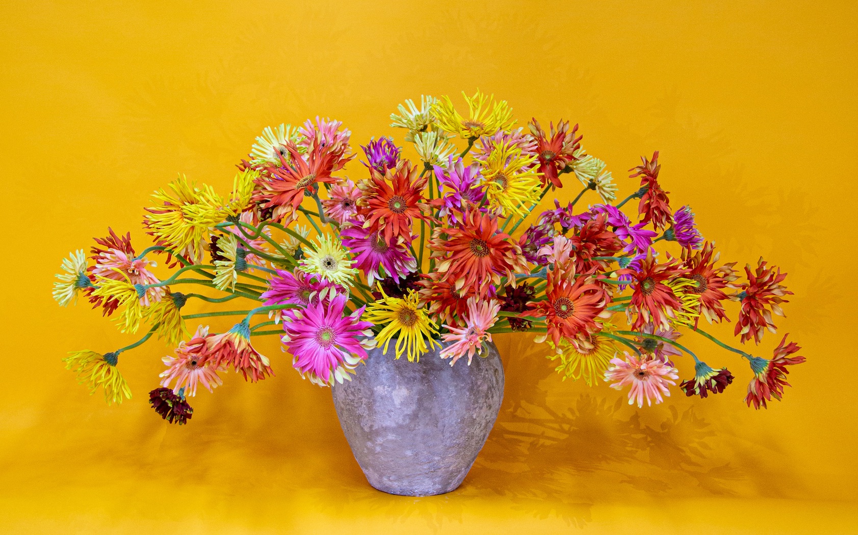 【花艺】七彩斑斓非洲菊,5月颜值榜no.