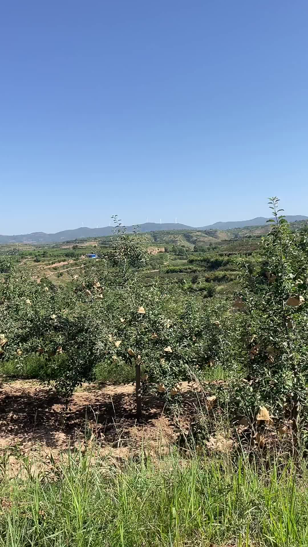 [图]庄稼人就是这样一年盼着一年有好的收成好的收入坚持着坚持着沧桑