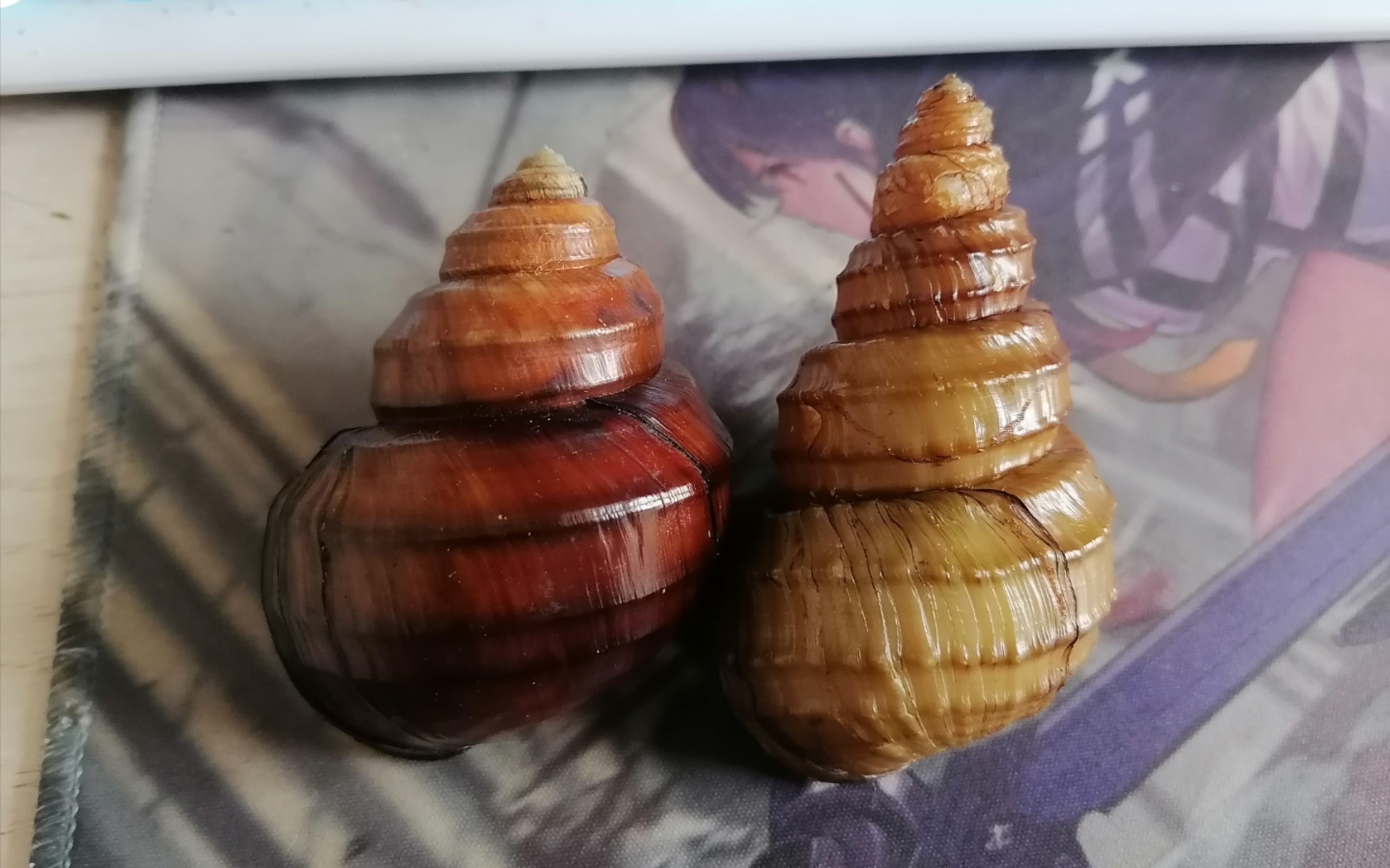 【长时间催眠向】处理野生一代牟氏螺蛳margarya monodi种母的螺壳