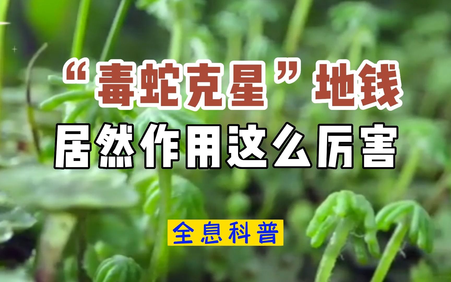 "毒蛇克星"的地钱,居然作用这么厉害