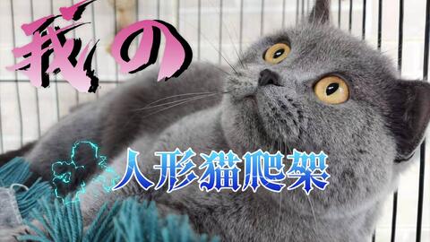 蓝猫乌龙的日常 我的人形猫爬架 蓝猫乌龙的日常 我的人形猫爬架