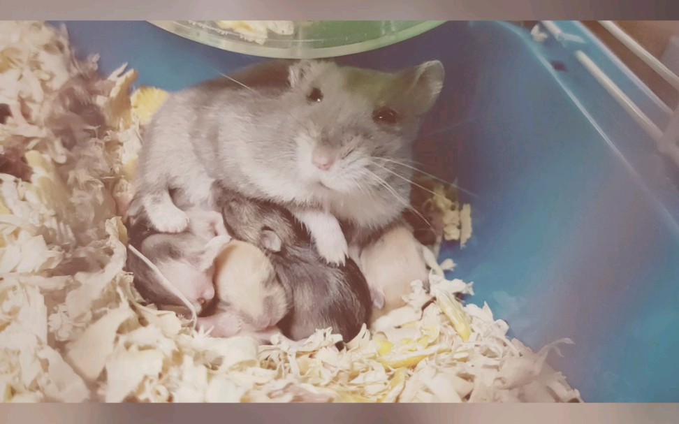 仓鼠妈妈带一群仓鼠宝宝