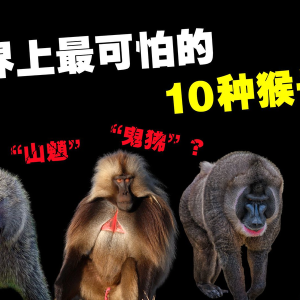 猴子 世界上10种最可怕的猴子，你听说过“鬼狒”“山魈”吗？_哔哩哔哩_