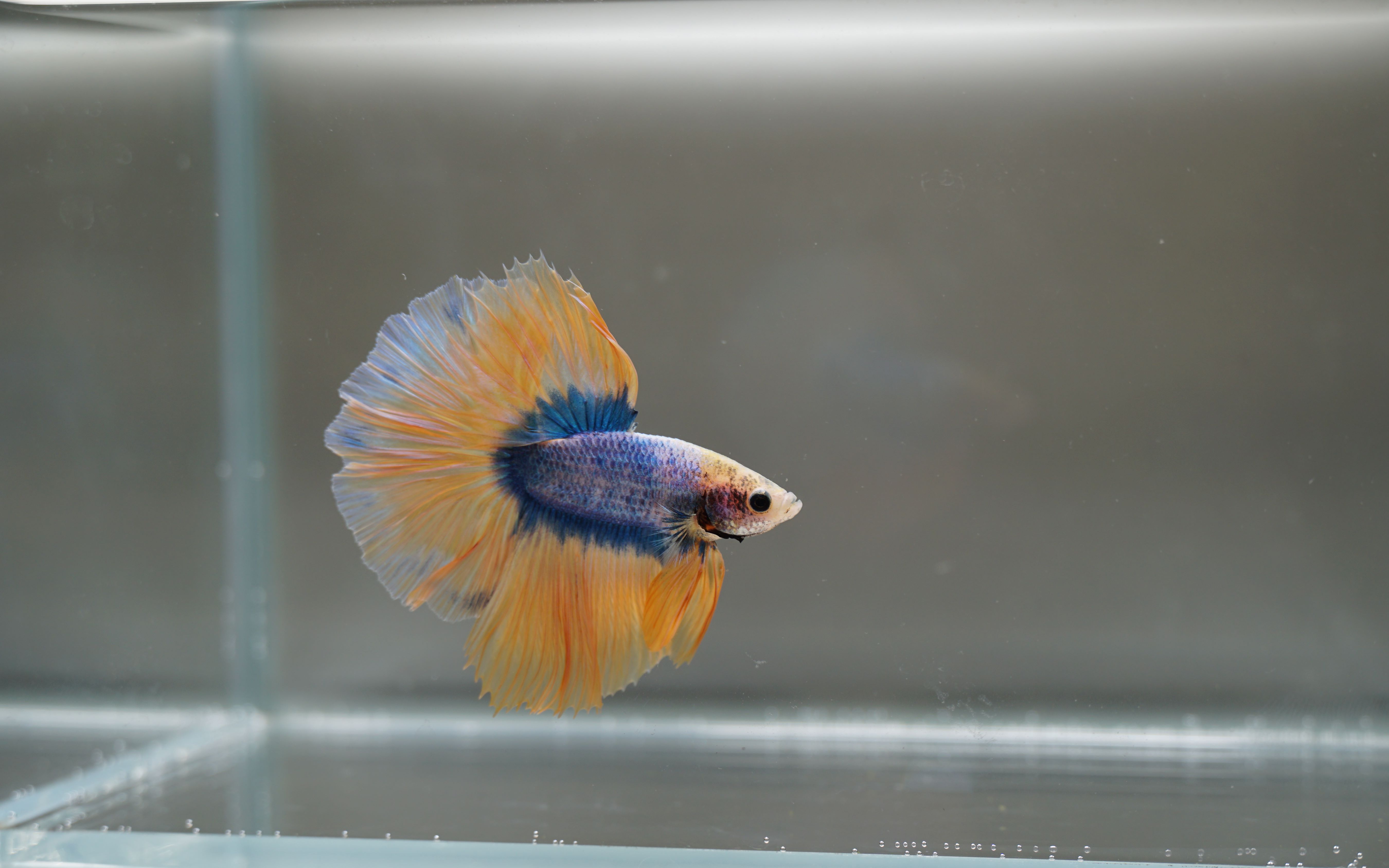 活动作品泰国斗鱼病娇美人蜡彩半月