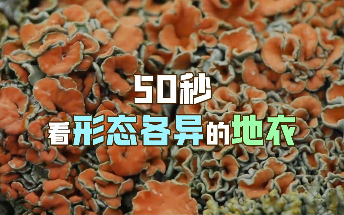 50秒看形态各异的地衣哔哩哔哩bilibili