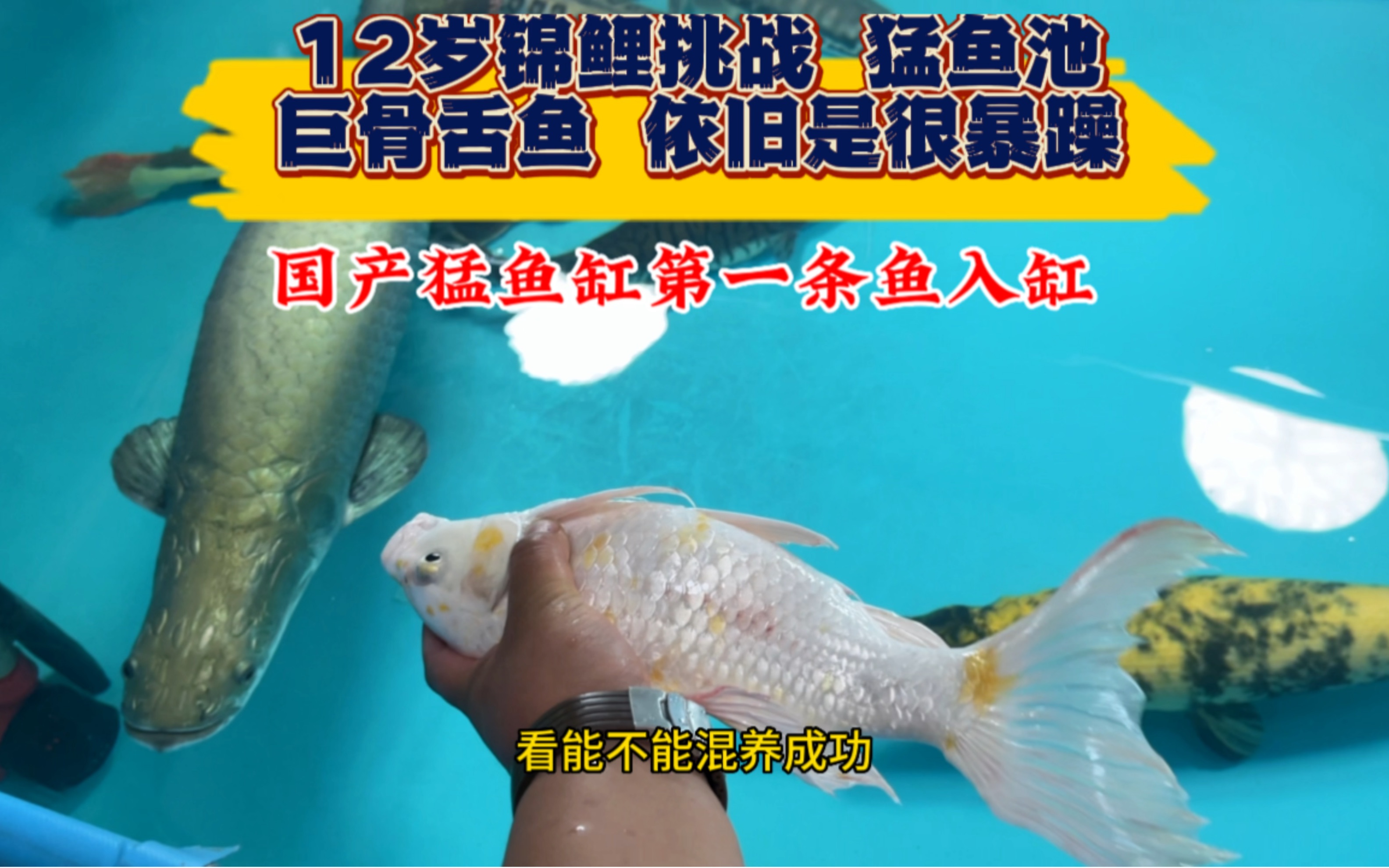 朋友养了12年锦鲤准备混养