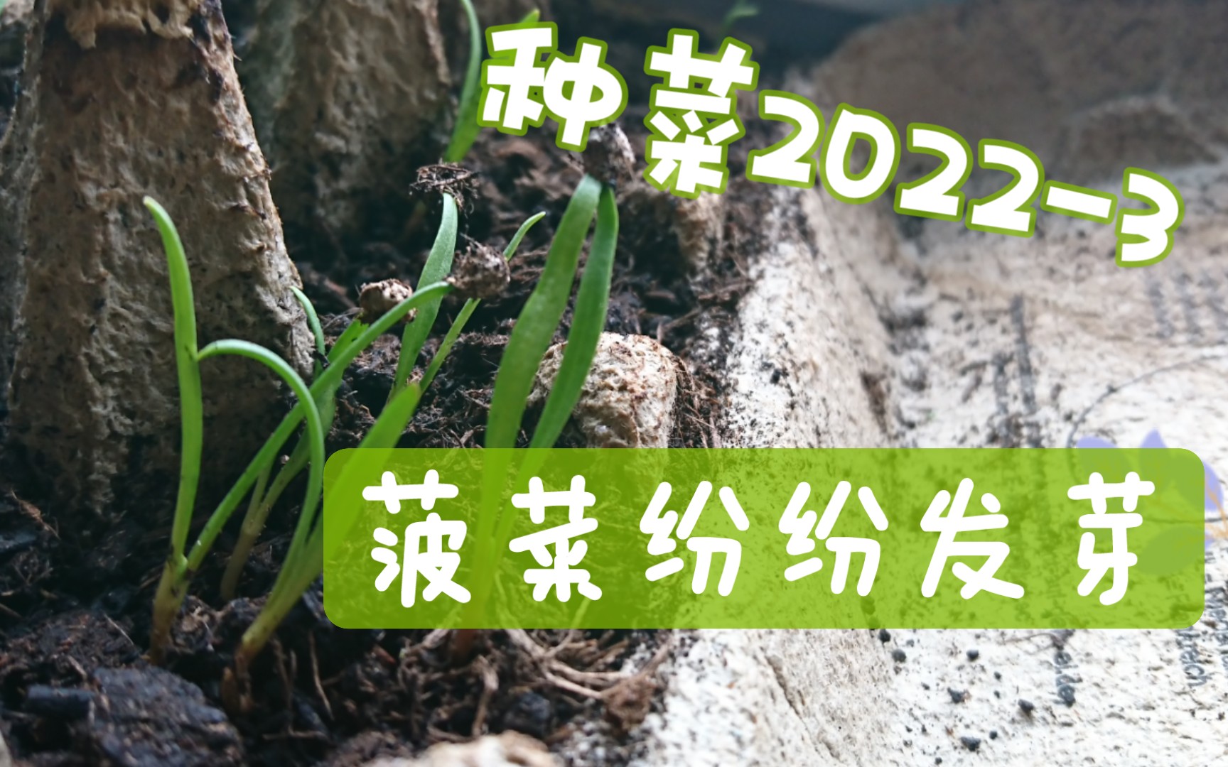 [图][种菜2022]3-菠菜种子发芽率很不错，番茄还没有动静…