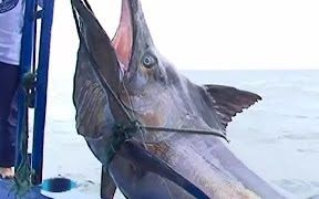 钓到一条660磅大马林鱼660 Pound Black MARLIN with Traditional Fishing哔哩哔哩bilibili