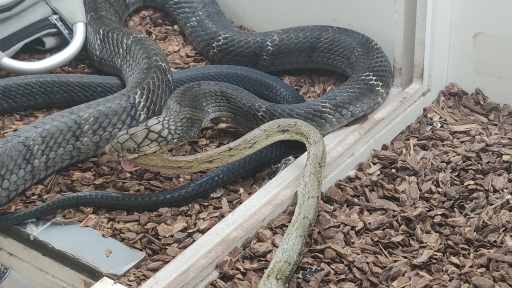 活动  【2.7m胖蛇】近距离观察明夕就餐