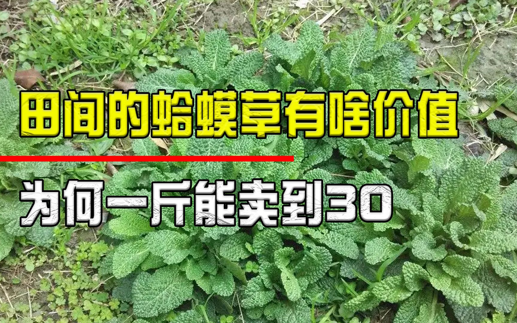 [图]田间的蛤蟆草，样子虽然丑陋却是药食两用的极品，30一斤抢着挖