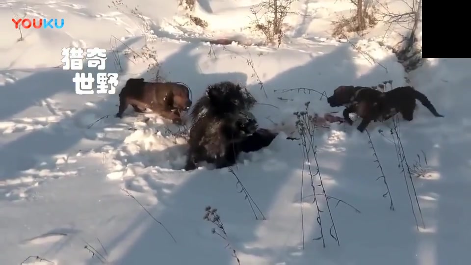 [图]实拍三条猎狗雪地围捕猎杀四百斤重的野猪