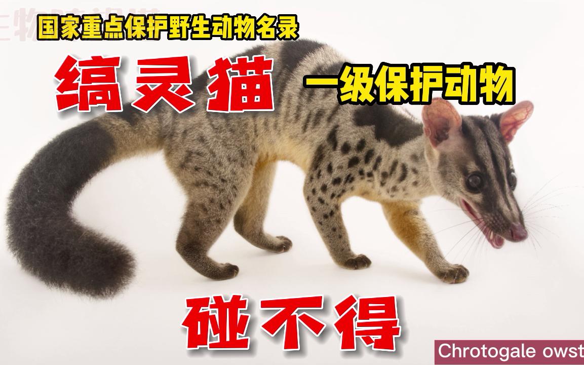 [图]碰不得系列-第4期：缟灵猫，我真的不是猫