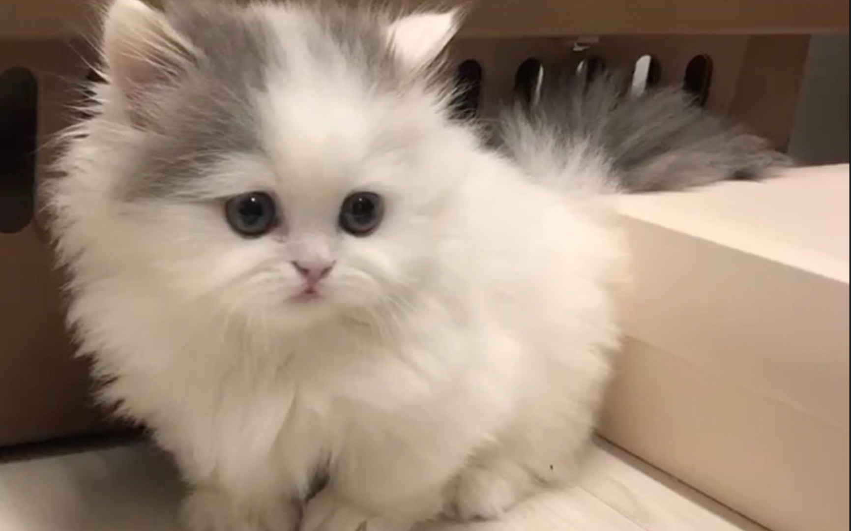 活动  超呆萌小奶猫,刚到家里有点小害羞,太可爱了