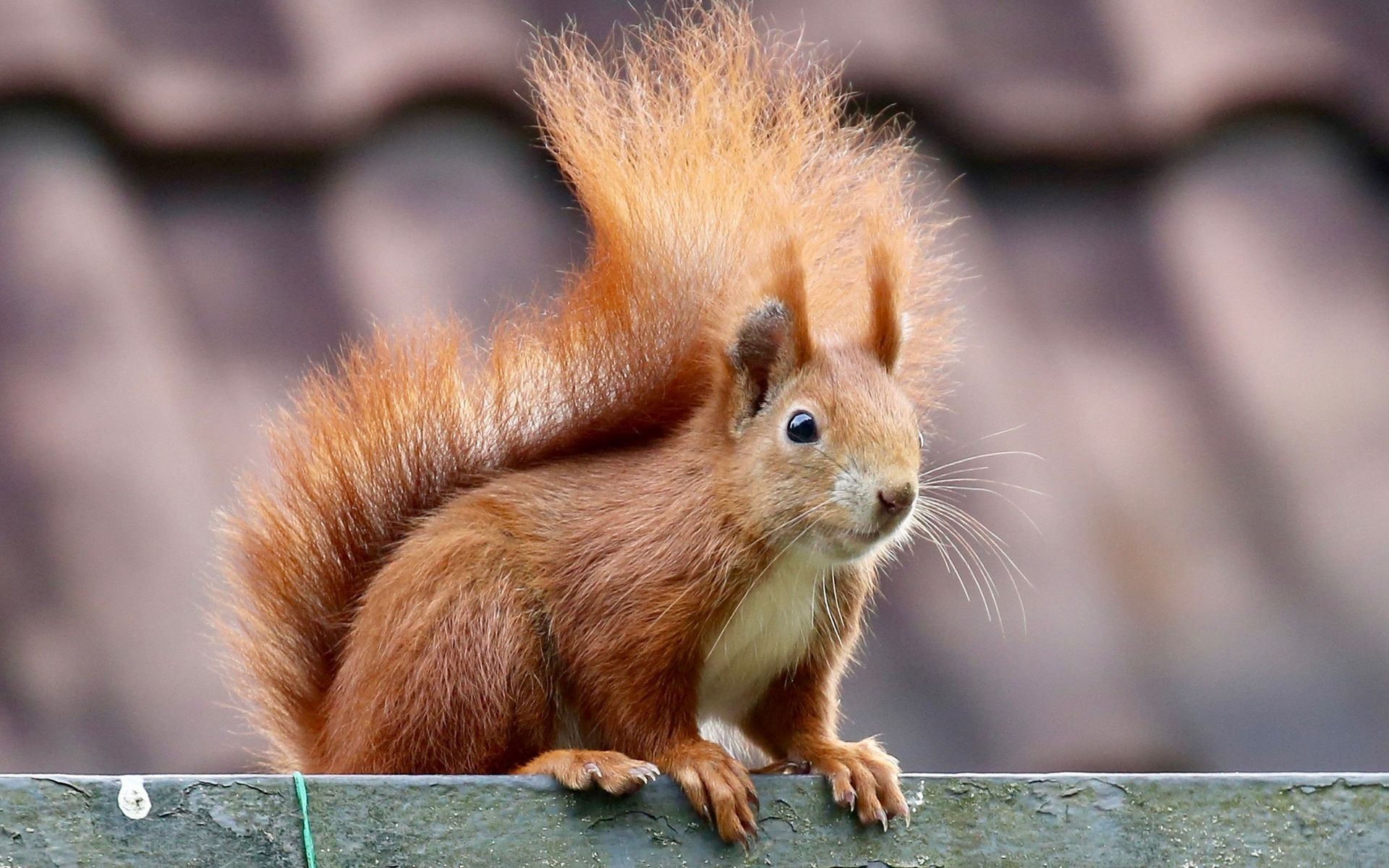 梦梦教你用pscc2019快速抠出小松鼠毛发边缘