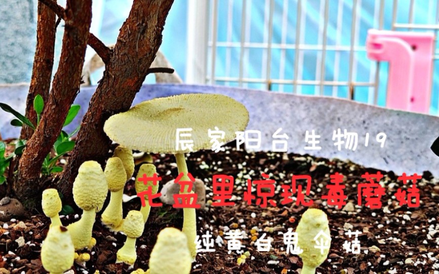 【辰家阳台生物19】梅雨季花盆里长毒蘑菇!别怕,辰大老爷教你斩蘑除根~哔哩哔哩bilibili