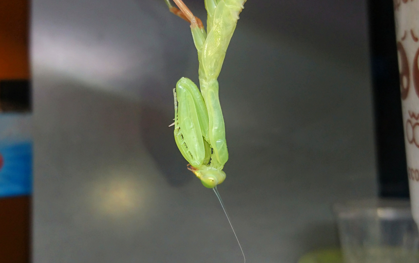 多刺斧螳蜕皮全过程