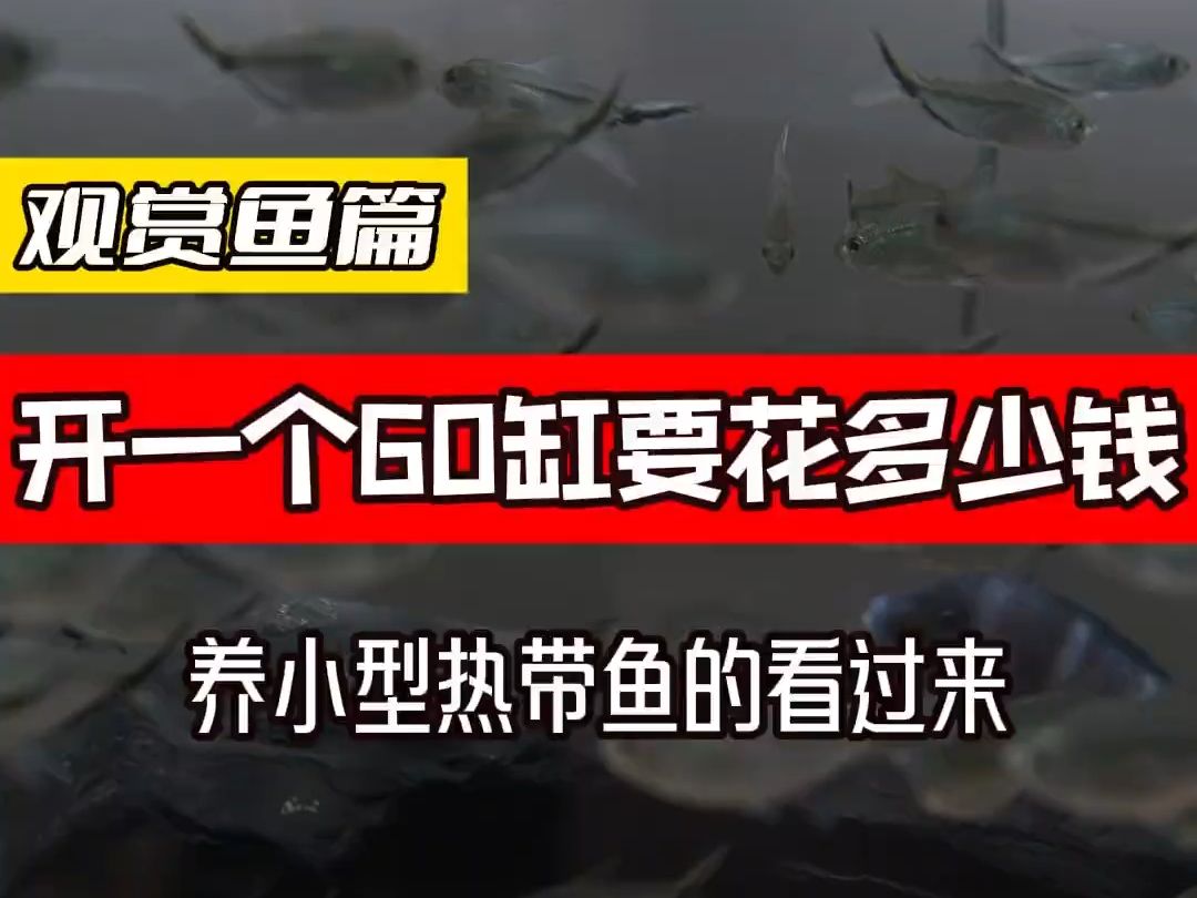 开一个60缸养小型热带鱼要花多少钱,附带配置清单,想要入坑的鱼友看过来!哔哩哔哩bilibili