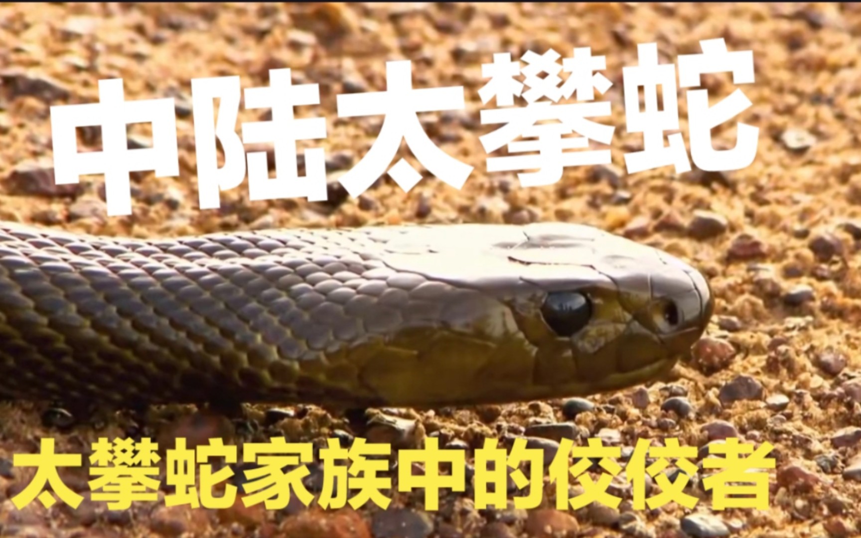 在太攀蛇家族中,中陆太攀蛇毫无疑问是最为强悍的物种之一