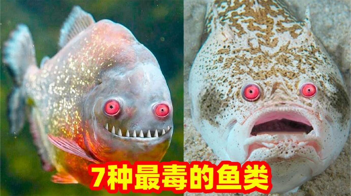8种最毒的鱼类,看似呆萌却很危险,一定要远离