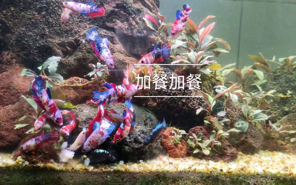 plates斗鱼混养记录哔哩哔哩bilibili