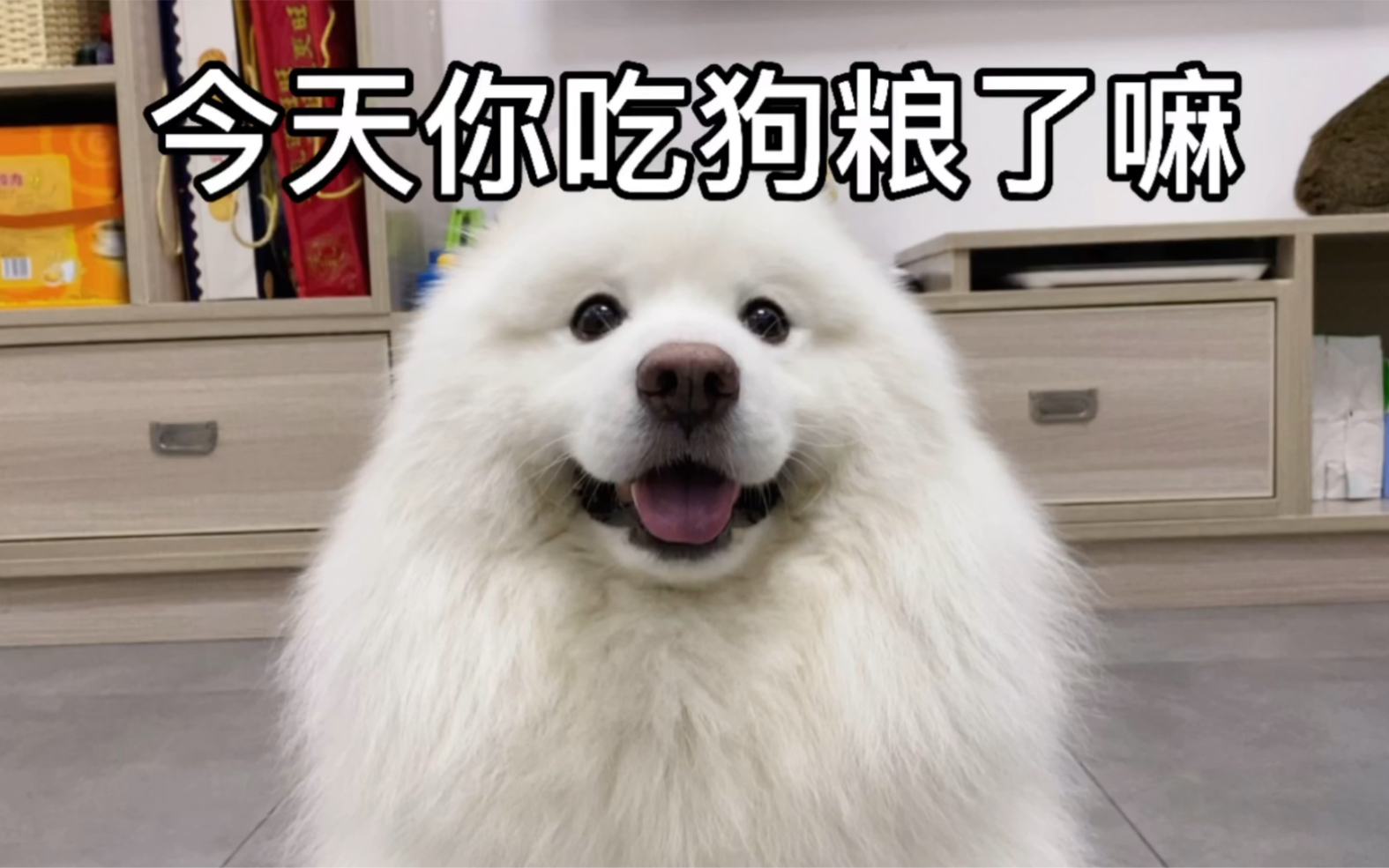 活动作品昨天的狗粮大家吃饱了吗