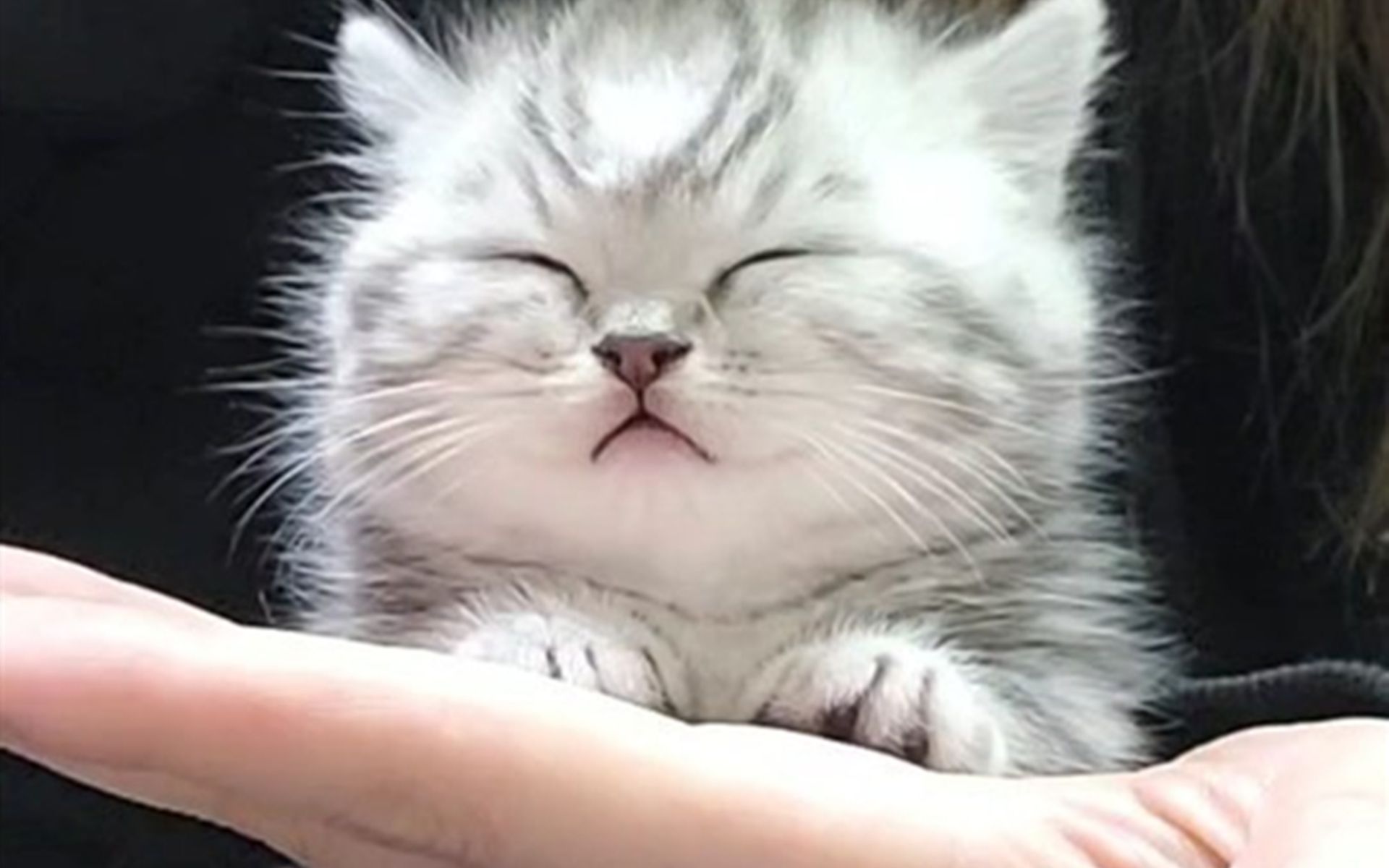 主人给猫咪做头部按摩,舒服的它睡着了