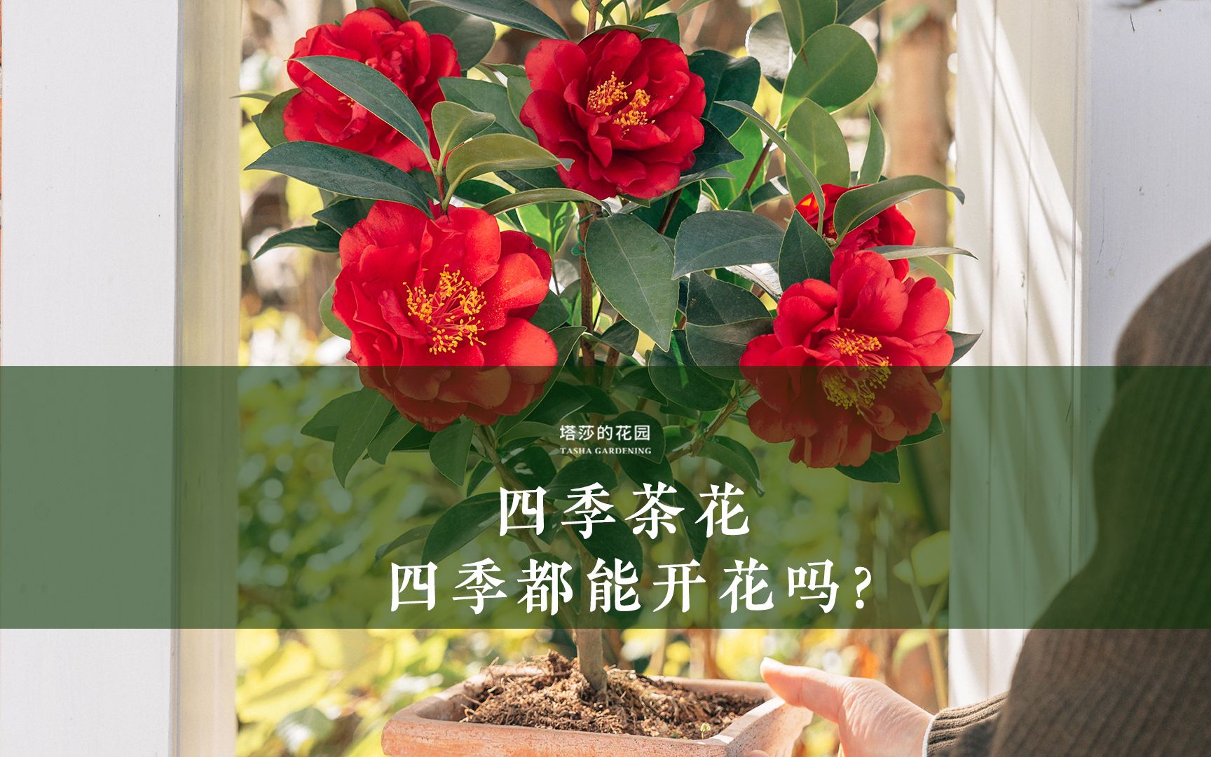 四季茶花,四季都能开花吗?哔哩哔哩bilibili