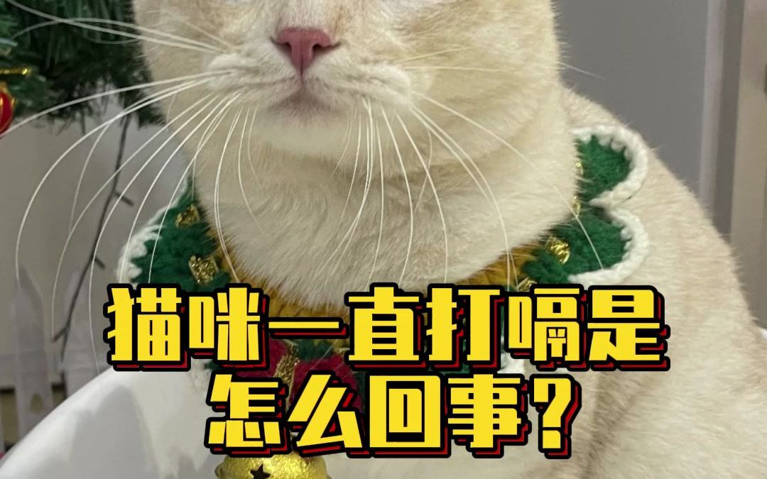 嗝~猫咪竟然也会打嗝?是怎么回事呢?哔哩哔哩bilibili