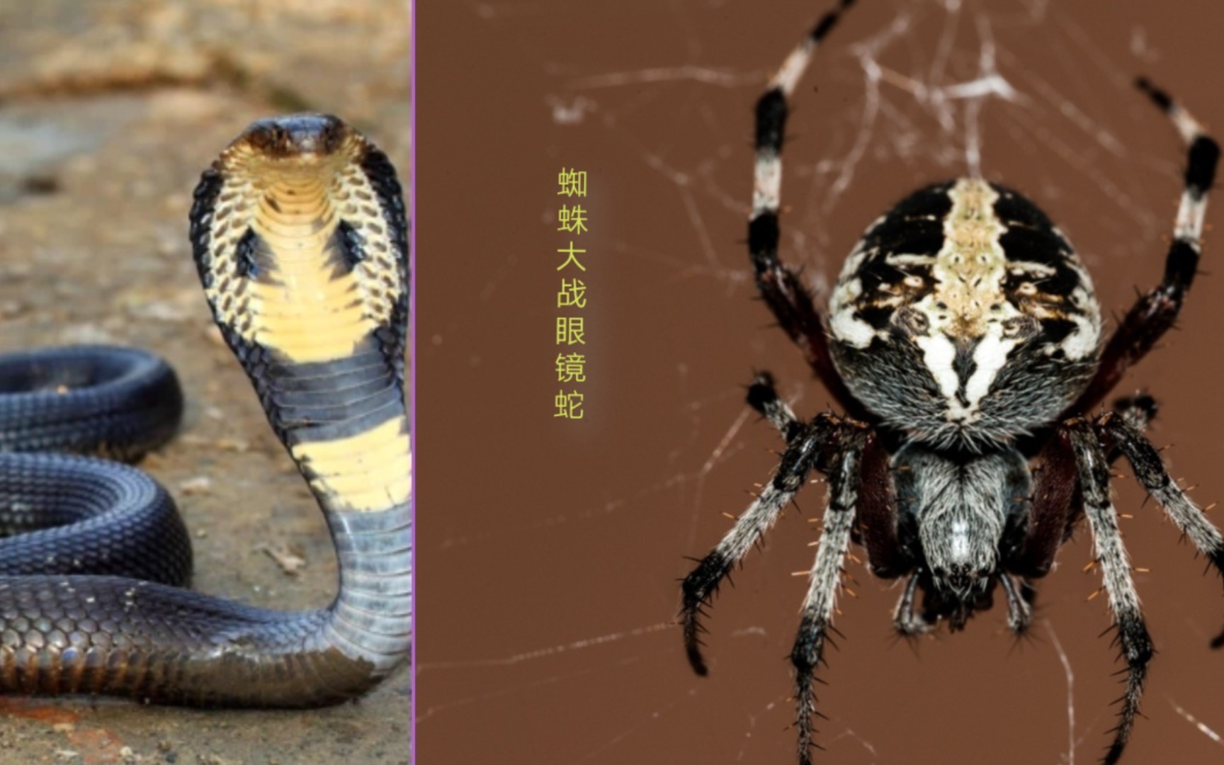 蜘蛛大战眼镜蛇