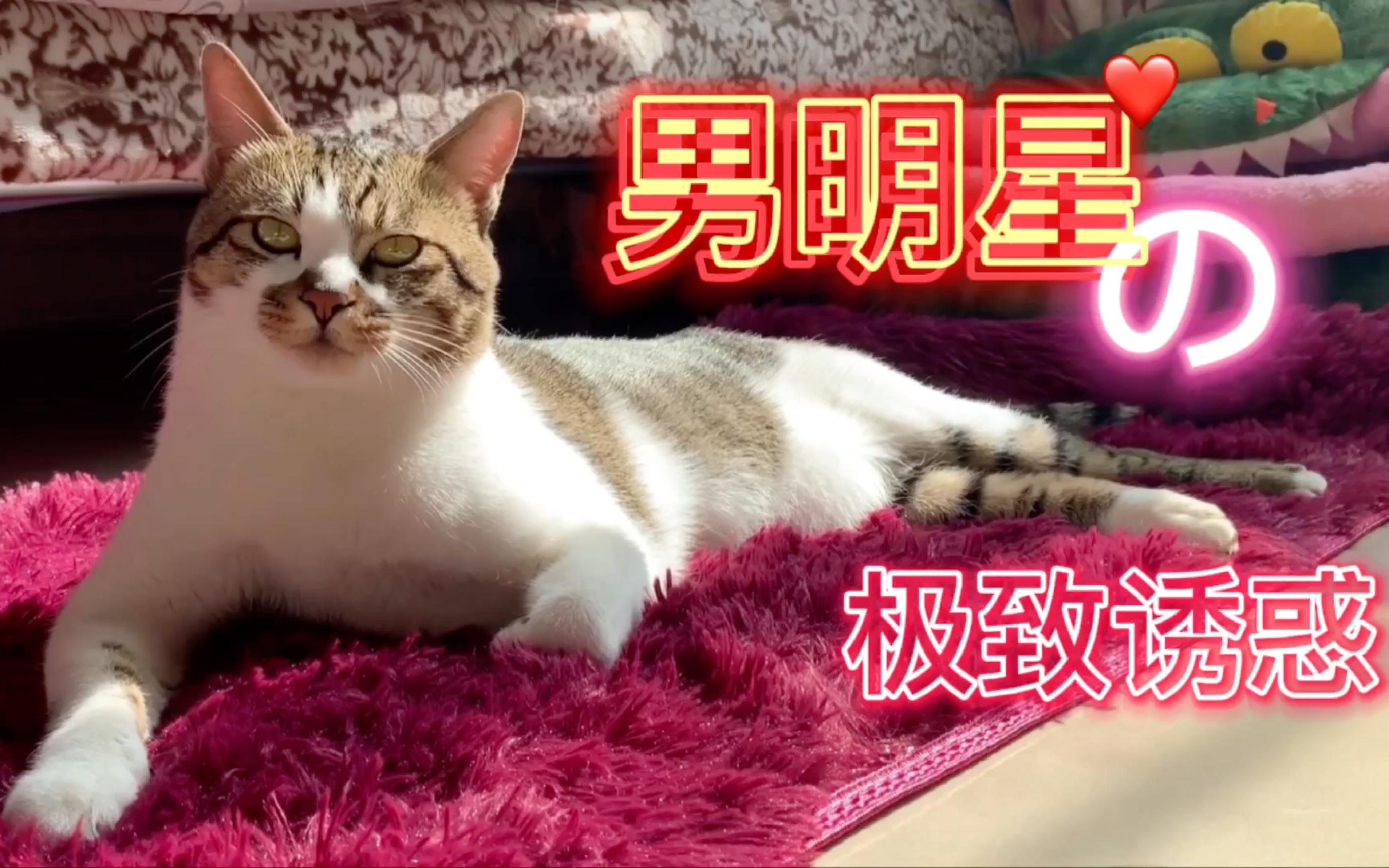 【快乐猫zz】男明星的极致诱惑